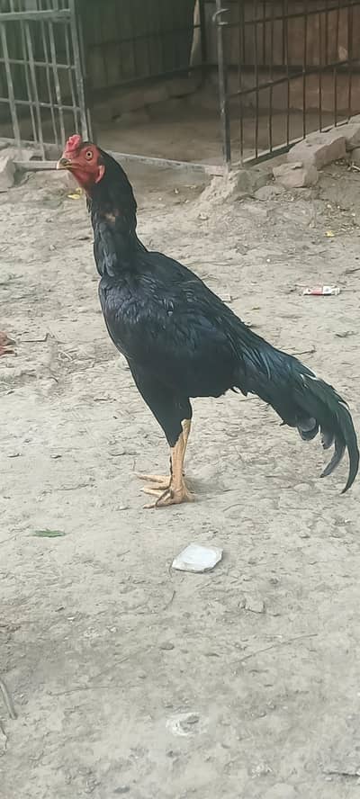 mushka aseel patha