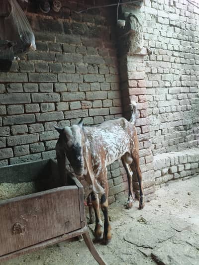 Bakra for sale