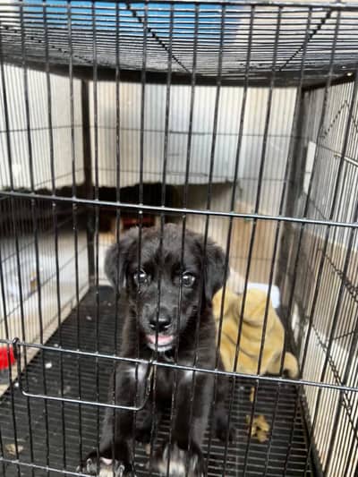 Labrador Puppy