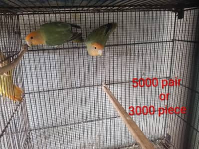 parrotes for sale lovebird,buggie,dove