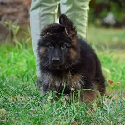 German shepherd puppies