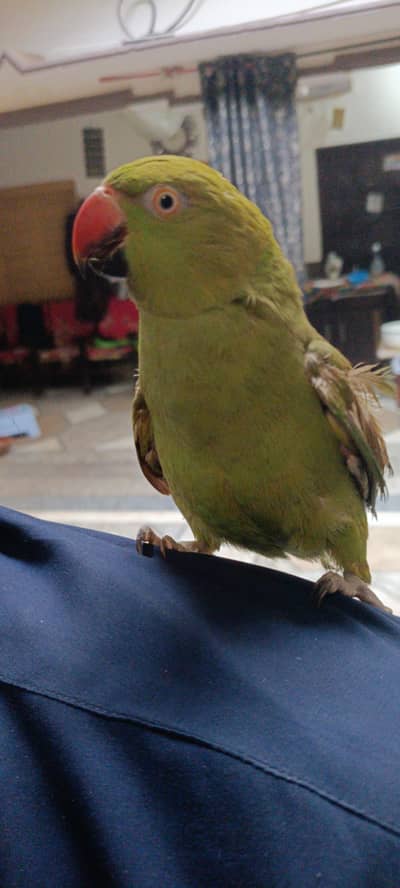 talking prrot ame parrot male 2 sal ka ha ur female 17 mother's ki ha