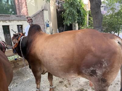 Qurbani Janwar | Full bulky available in cheap price