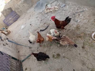 desi murgia or murga