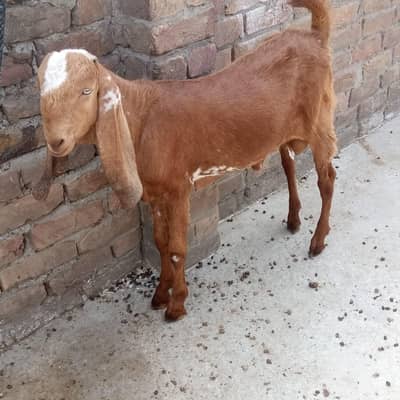 Qurbane ke bakre doyonda bakre for sale