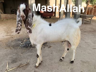 Pure Sindhi Mundha Bakra