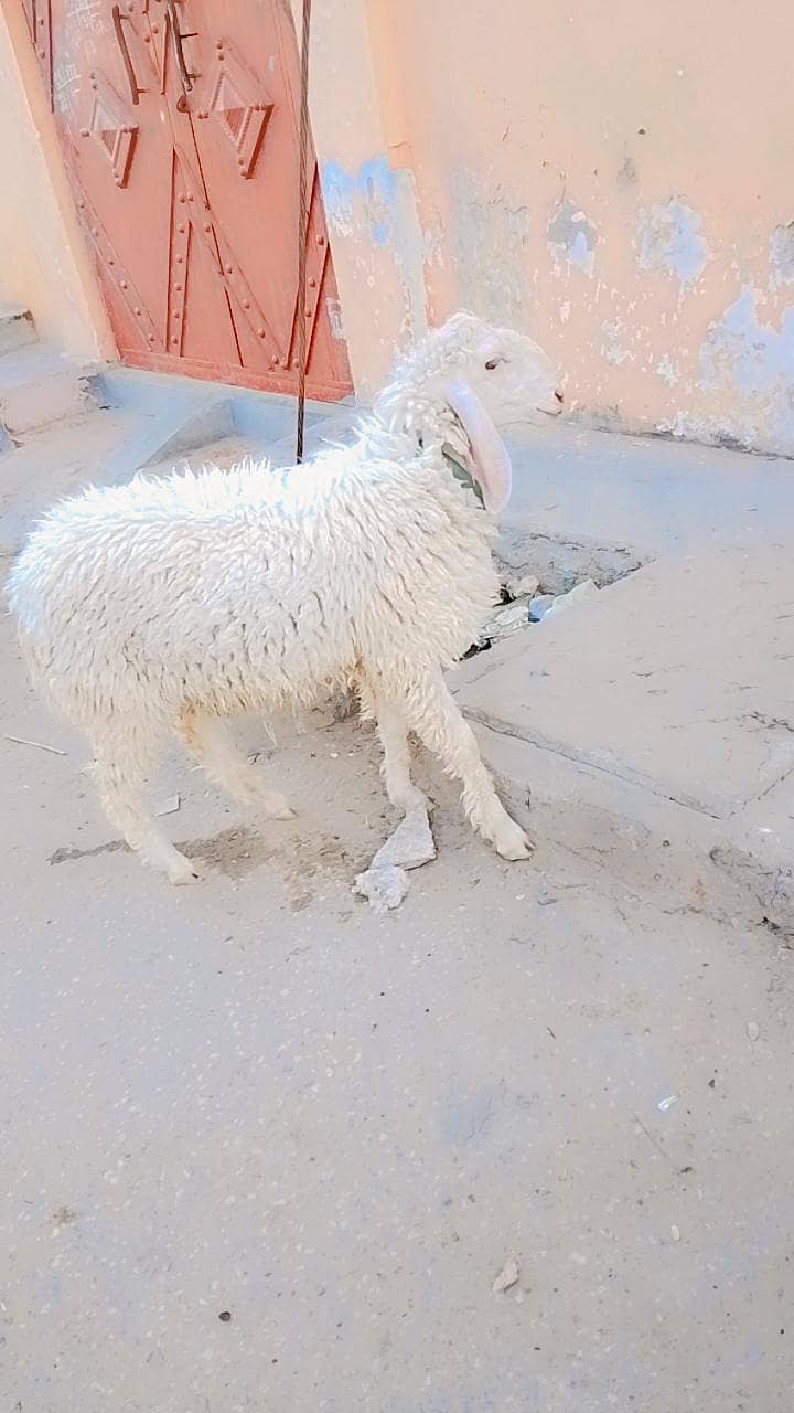 sheep 0