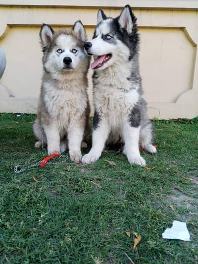Siberian husky puppy