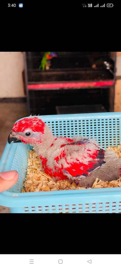 Red Lory ya Moluccan Lory