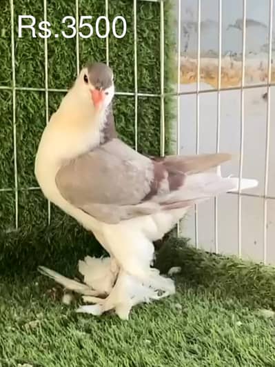 German Imported Lahore Sherazi Pigeons Kabotar for sale