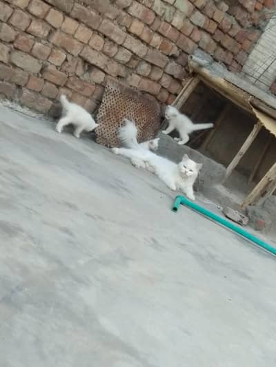 Female Cat 15din ki cross Hoi available forsale WhatsAppnum03065552120