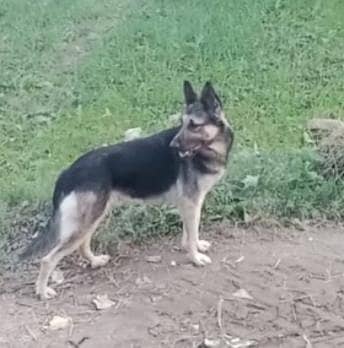 alsition female only interested watsp 03340230970