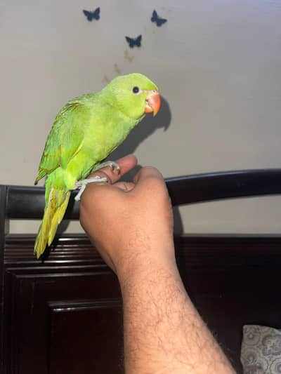green self chick 0 bite tamme male chick