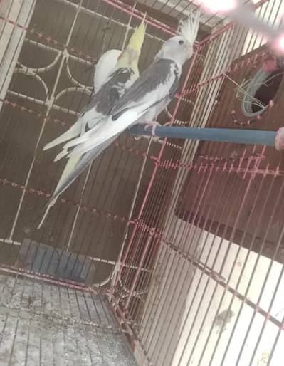 cocktail pair