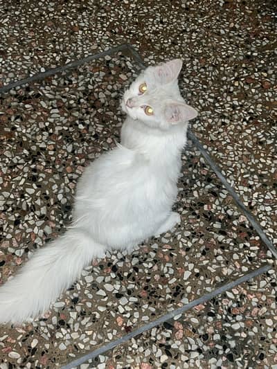 Persian cat