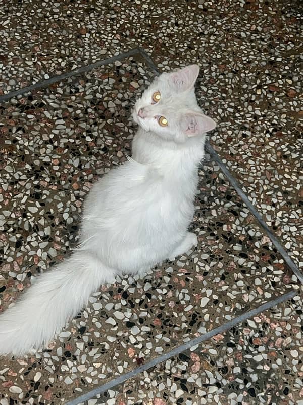 Persian cat 0