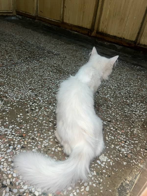 Persian cat 1