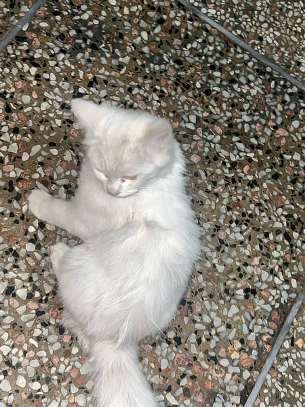 Persian cat 2