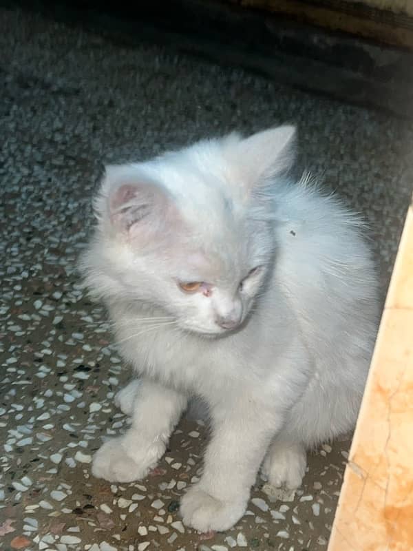 Persian cat 3