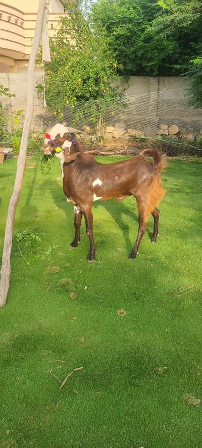 Bakra For Qurbani , dunda Ghar ka pala hua