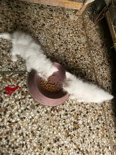 Kitten for sale urgent