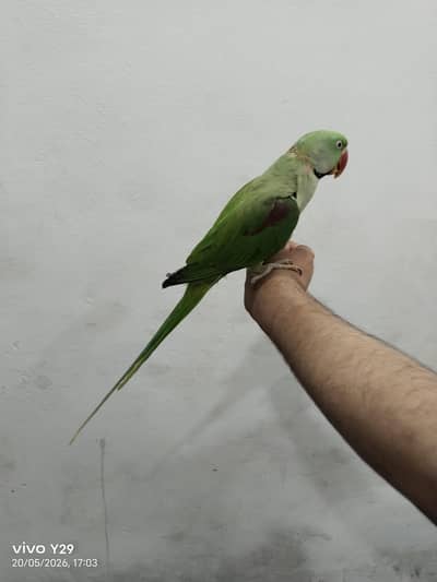 Cute talking parrot