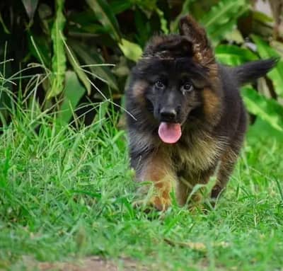 German shepherd
