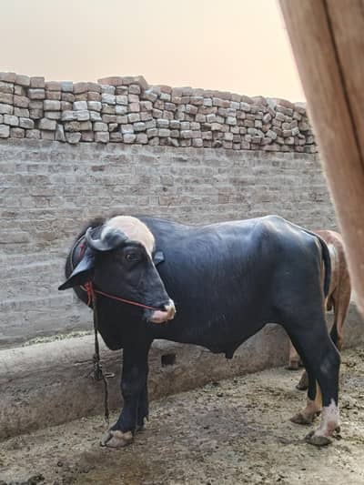 Katta for Sale Demand 365,000  contact  03198228467