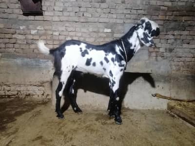 beutifull bakra for sale qurbani . . .