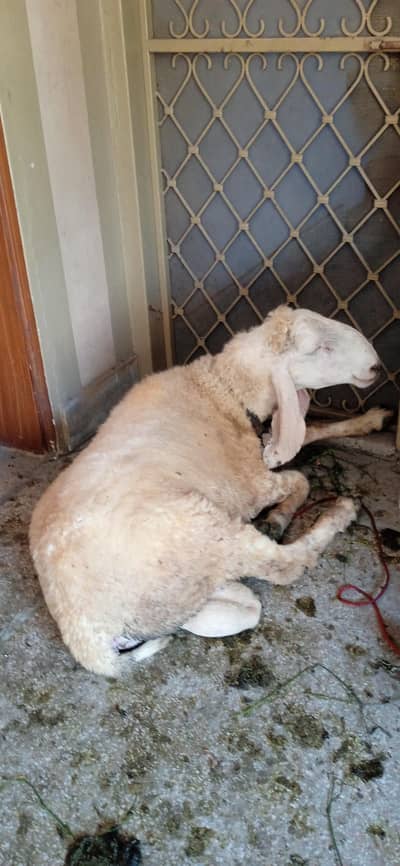 Chatra For sale Donda Ha