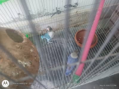 Lovebird