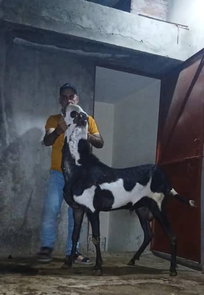 breadr bakra
