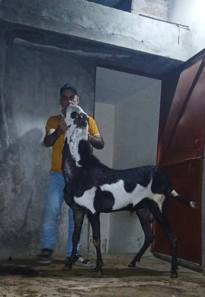 breadr bakra 0
