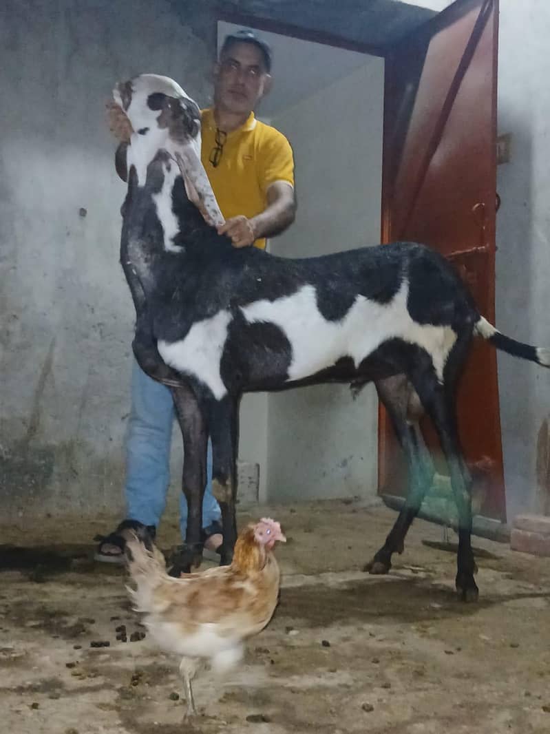 breadr bakra 1