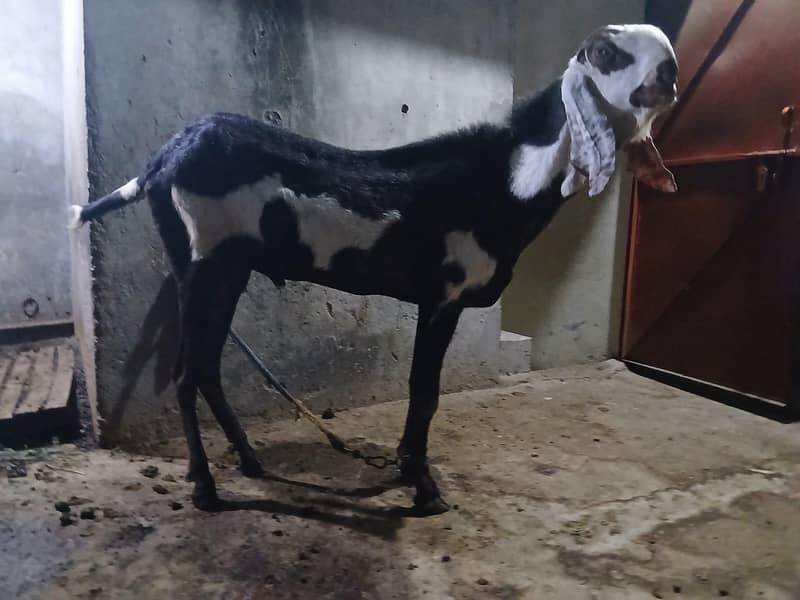 breadr bakra 2