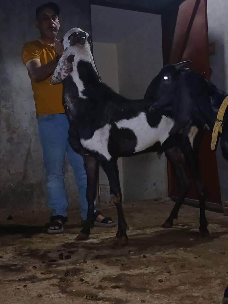 breadr bakra 4