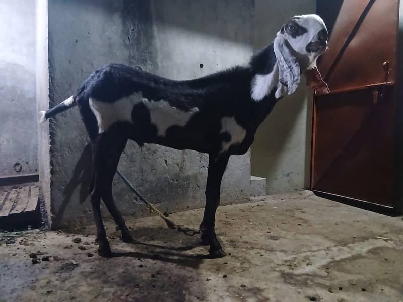 breadr bakra 5