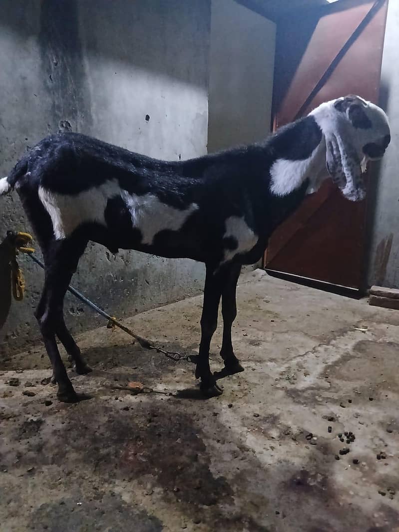 breadr bakra 7