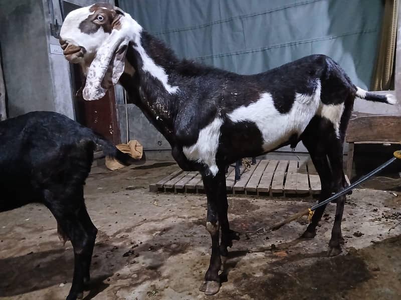 breadr bakra 8