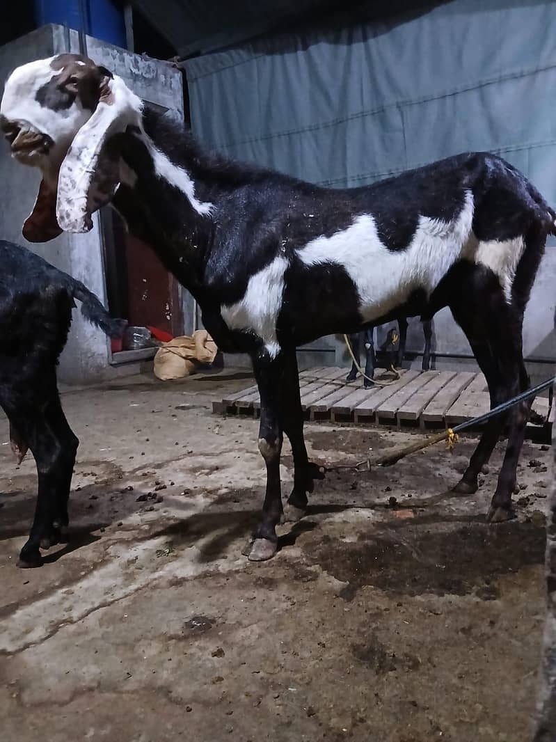 breadr bakra 9