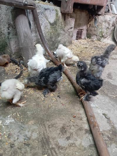 bantam chicks for sale