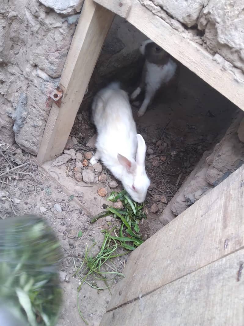 Rabbit 0