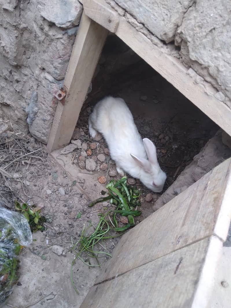 Rabbit 1