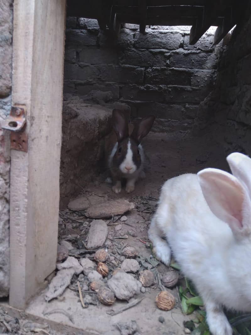 Rabbit 2