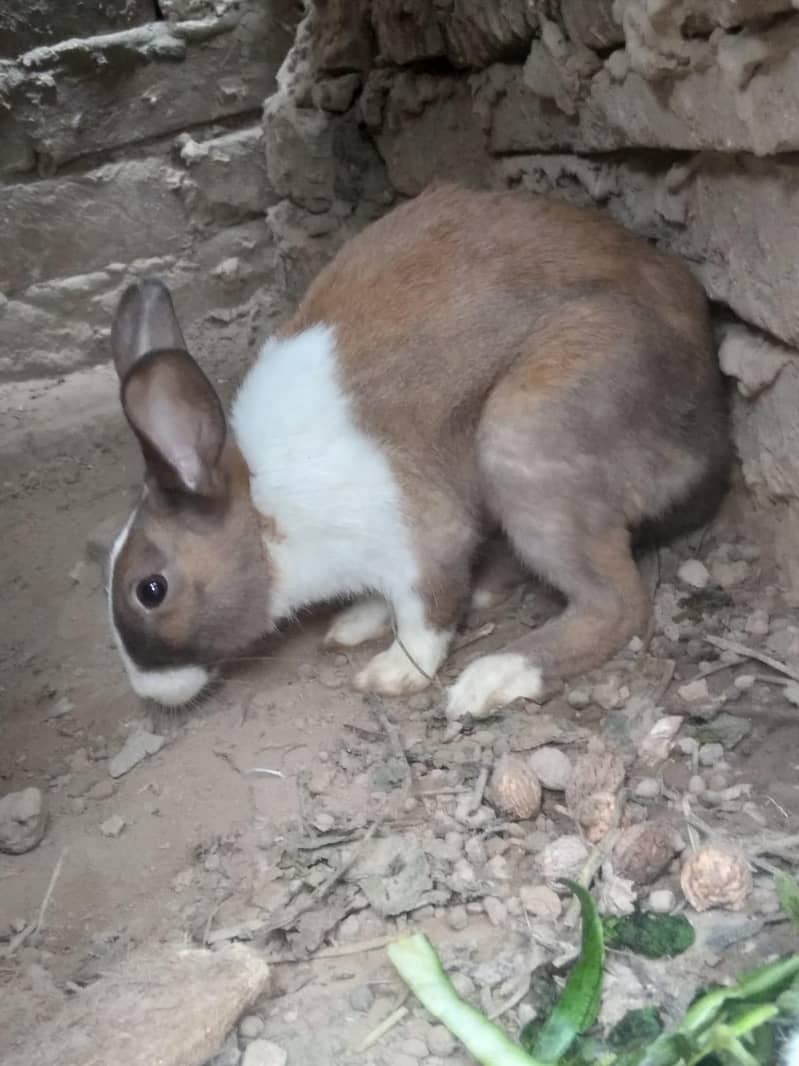 Rabbit 3