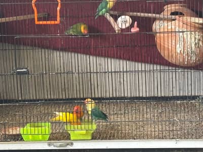 love birds for sale