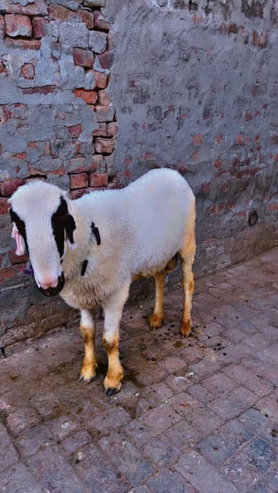 Mundra very beautiful sheep good nasal