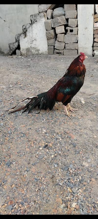 High quality one eye lakha breeder Aseel high quality murgha