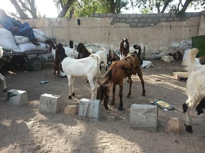 Qurabani goats / bakray/ 2daant khassi / andu