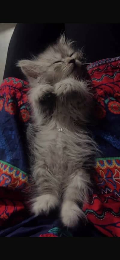 Persian baby cat